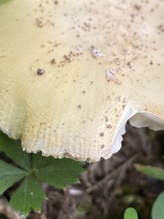 Amanita