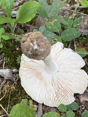 Amanita