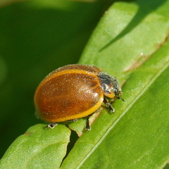 Epilachna marginella