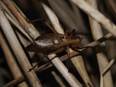 Hexacentrus fuscipes