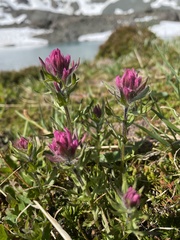 Castilleja parviflora olympica