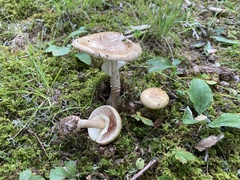 Amanita amerirubescens