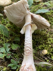 Amanita amerirubescens