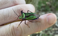 Pentatoma parametallifera