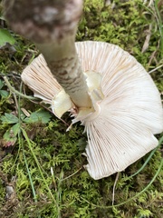 Amanita amerirubescens