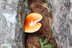 Amanita basii