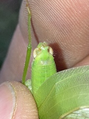 Scudderia curvicauda