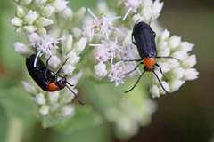 Nemognatha nemorensis