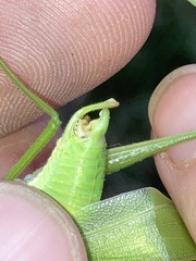 Scudderia curvicauda