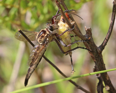 Proctacanthus gracilis