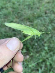 Scudderia curvicauda