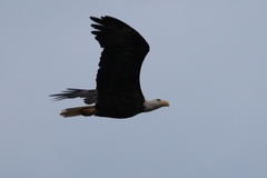Haliaeetus leucocephalus