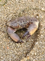 Myomenippe hardwickii