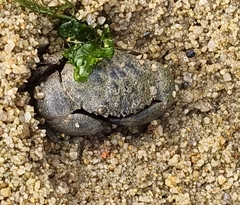 Myomenippe hardwickii