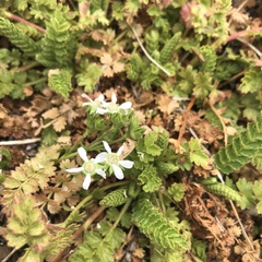 Horkelia clevelandii