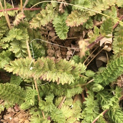 Horkelia clevelandii