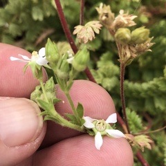 Horkelia clevelandii
