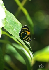 Callicore lyca aerias