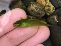 Clinocottus acuticeps