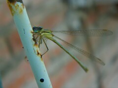 Lestes undulatus
