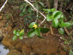 Cyclophyllum jasminifolium