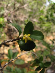 Cyclophyllum jasminifolium