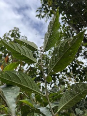 Solanum cornifolium