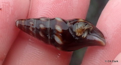 Conoidea