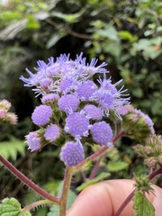 Fleischmannia pycnocephala