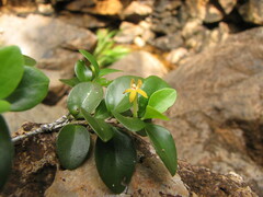 Cyclophyllum jasminifolium