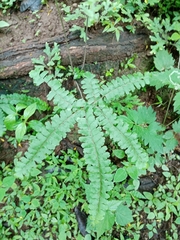 Adiantum patens