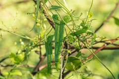 Dioscorea aristolochiifolia