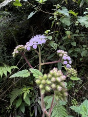 Fleischmannia pycnocephala