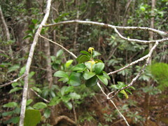 Cyclophyllum jasminifolium