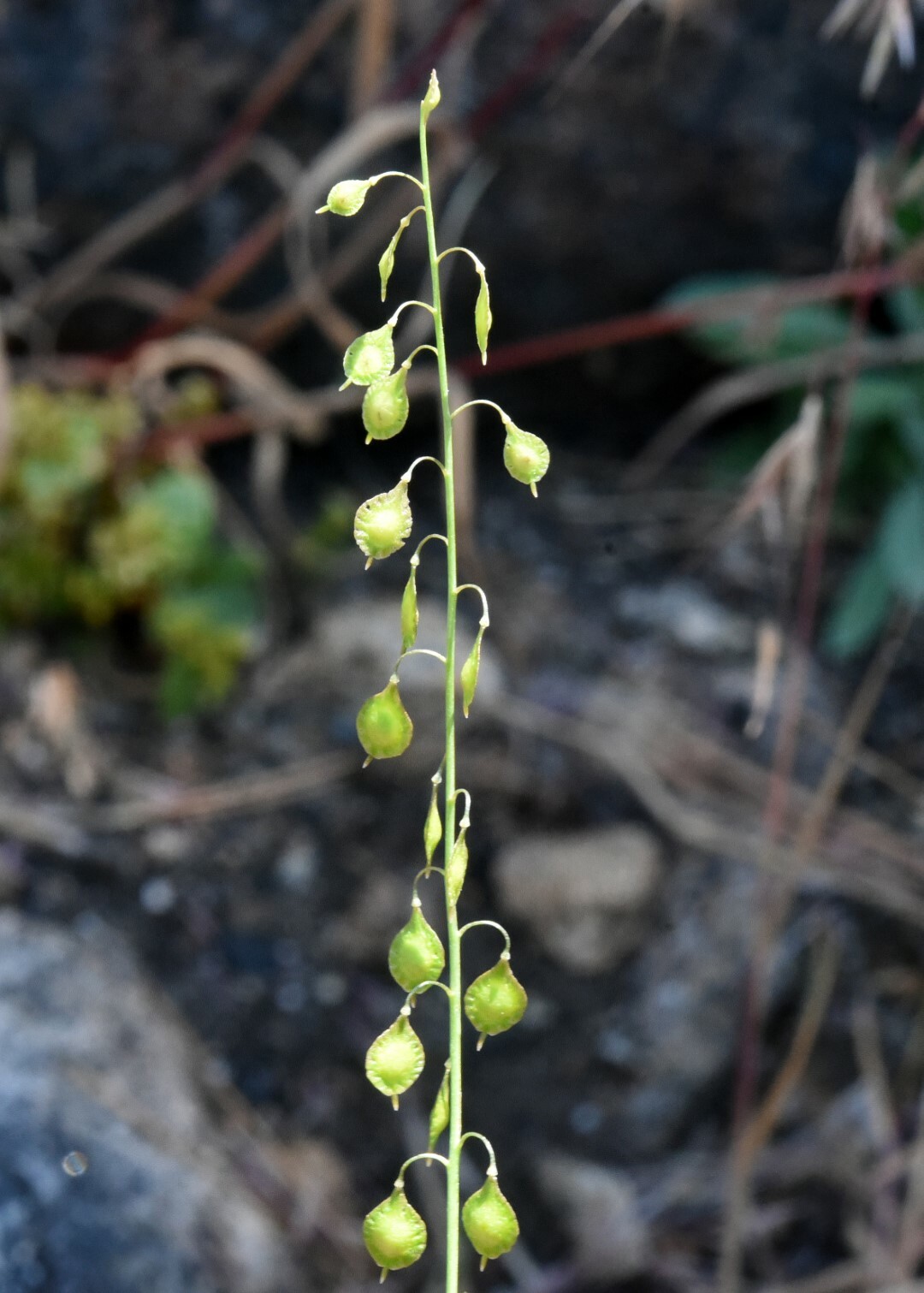 Thysanocarpus curvipes ssp. longistylus