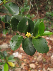 Cyclophyllum jasminifolium