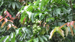 Tetragastris panamensis