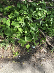 Toxicodendron radicans