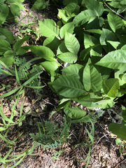 Toxicodendron radicans