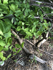 Toxicodendron radicans