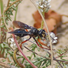 Sphex opacus