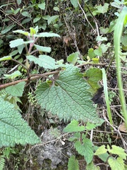 Fleischmannia pycnocephala