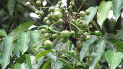 Tetragastris panamensis