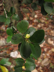 Cyclophyllum jasminifolium