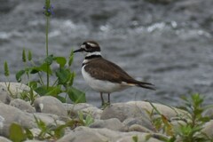 Charadrius vociferus