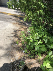 Toxicodendron radicans