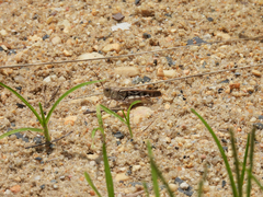 Pardalophora phoenicoptera