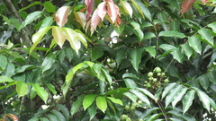 Tetragastris panamensis