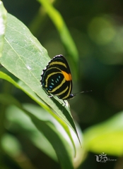 Callicore lyca aerias