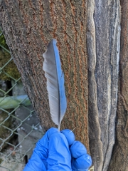 Aphelocoma californica